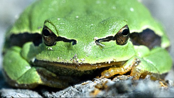 El uso de los sentidos para el rastreo y la observación de fauna